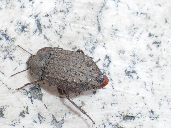 Aphodiidae: Calamosternus granarius e Tenebrionidae: Asida bayardi bayardi